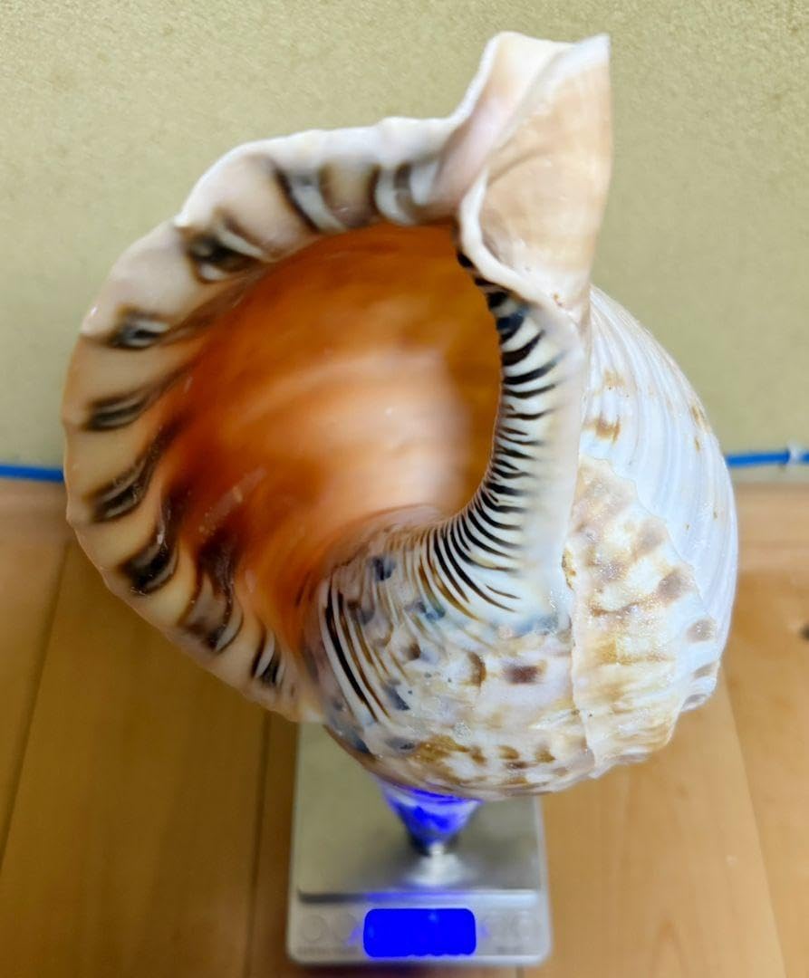 修験道法螺貝 山伏 密教 魔除け 熊よけ❣️ほら貝 ホラガ