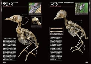 Amazon.com: 鳥の骨格標本図鑑 (BIRDER SPECIAL): 9784829975091: 川上