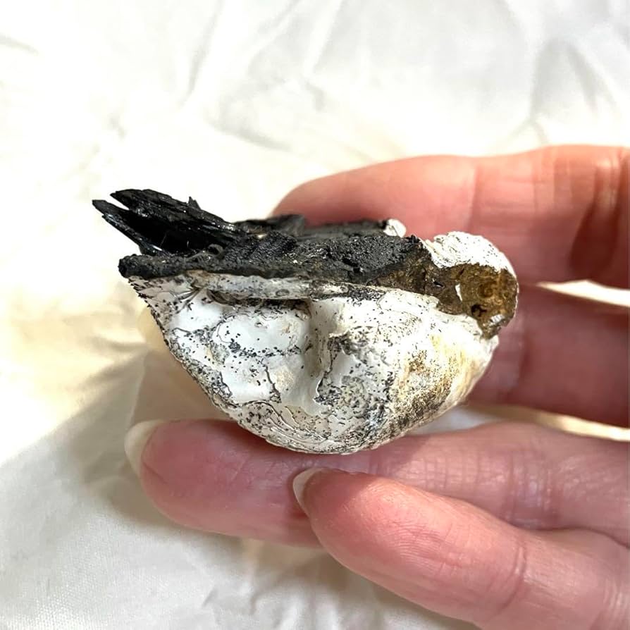 希少 ヴィヴィアナイト シェルフォッシル 藍鉄鉱 貝化石 原石 標本