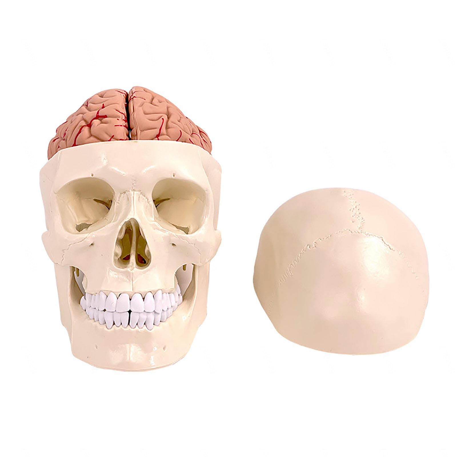 Amazon.co.jp: 人間の頭骨と脳模型、11パーツ、等身大、脳付き解剖学的