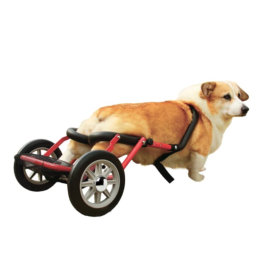 犬用車椅子（コーギー）