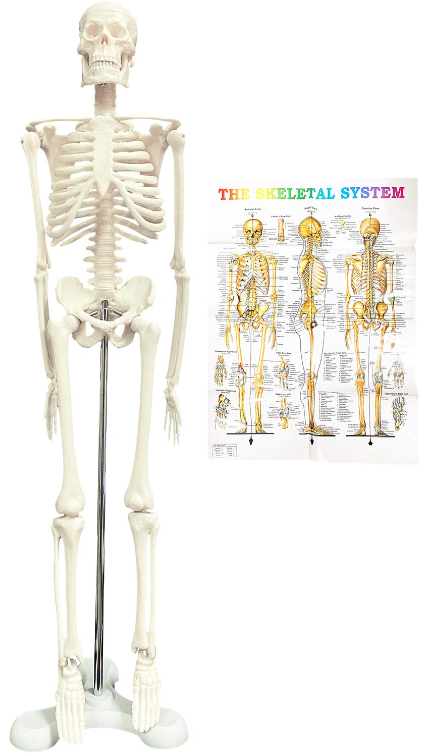 骨格標本 脊柱模型 スタンド付き Amazon.co.jp: timiland 人体骨格模型