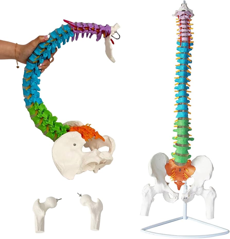 脊柱模型】骨格模型 スタンド付き 骨髄 背骨 脊椎 骨盤