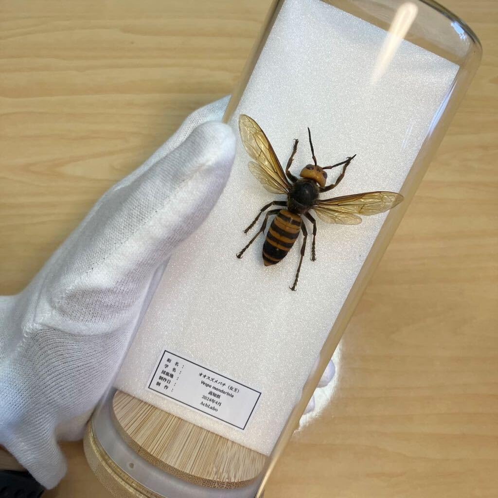 ハチの巣標本 ガラスケース入り