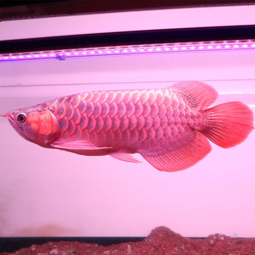 Amazon.co.jp: アロワナ ライト 紅龍 水槽用 深紅龍灯 赤い 赤色