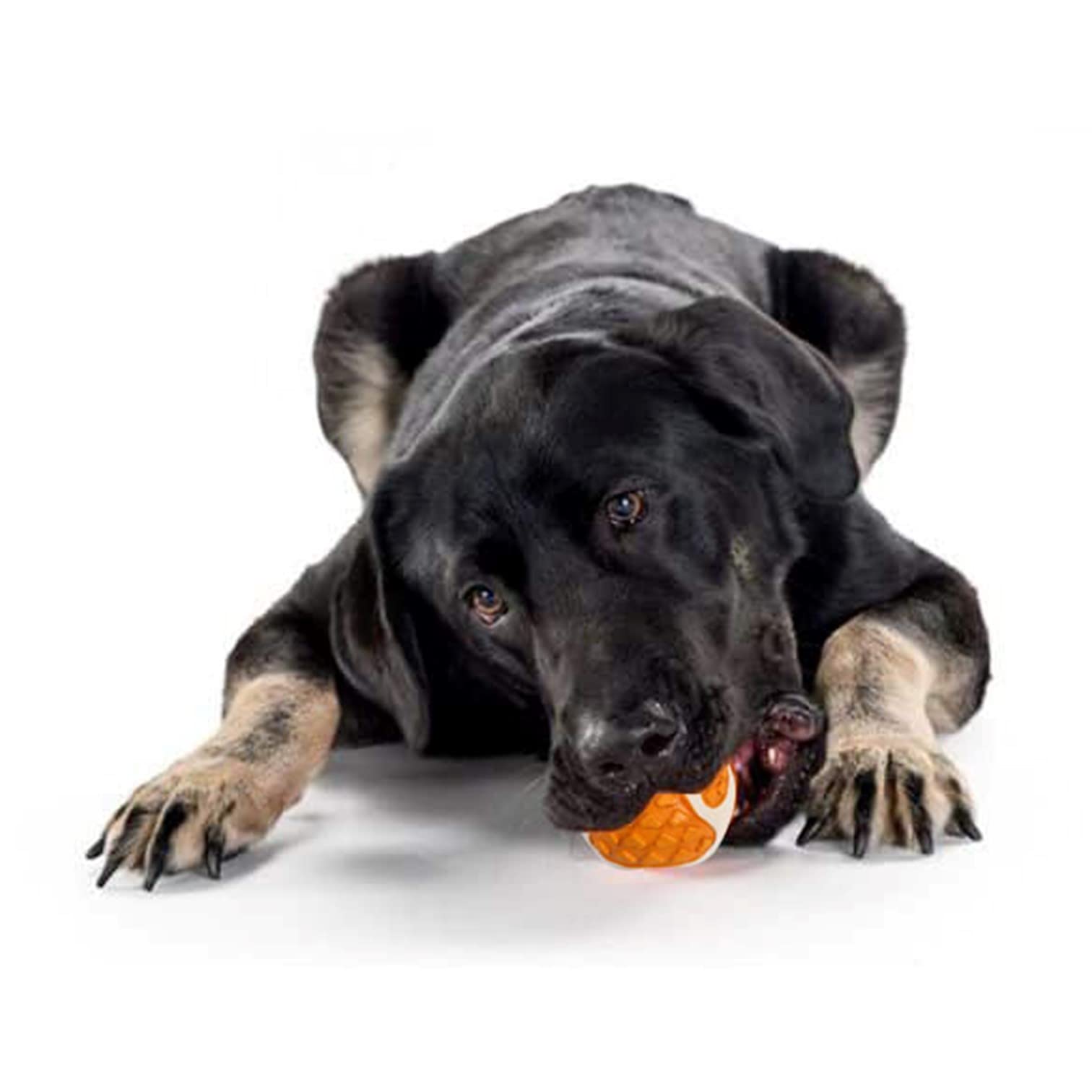 Amazon | GoFetch 犬用おもちゃ Qボール 12個入 | GoFetch | ボール 通販