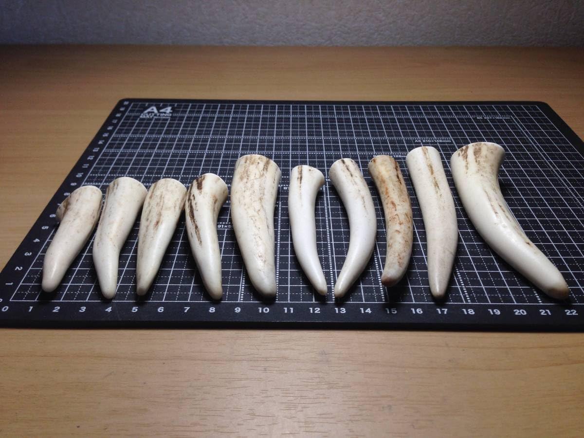 鹿角16本セット』鹿の角 エゾ鹿 鹿角 蝦夷鹿 No.2094『鹿角16本セット