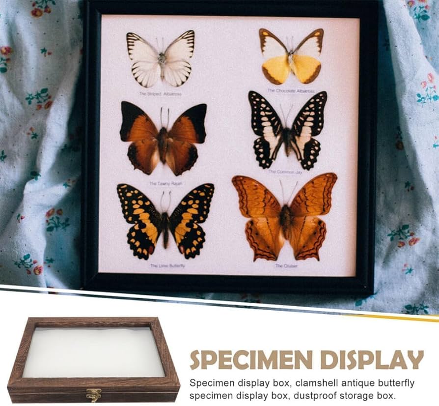 Amazon | 標本ケース 木製 標本箱 ガラスカバー 昆虫ケース 四角い