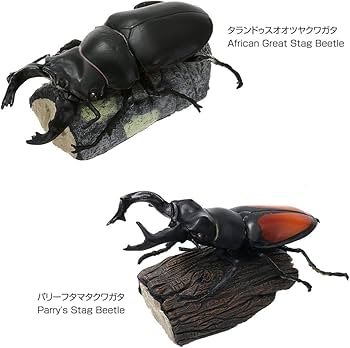 Amazon.co.jp: カロラータ クワガタムシ 立体図鑑 (7種 / 解説書付き