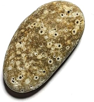 Amazon.co.jp: 青森県産 錦石 ポツポツ結晶 球顆流紋岩 個性派 原石