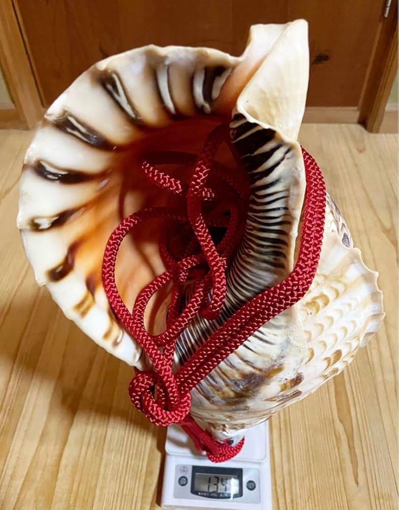 修験道法螺貝37㎝ 山伏 密教 魔除け 熊よけ❣️ほら貝 ホラガイ 【公式