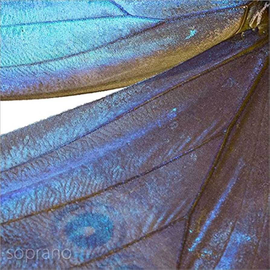 Amazon.co.jp: 蝶の標本 ゴダルティモルフォ ペルー産 Morpho godarti