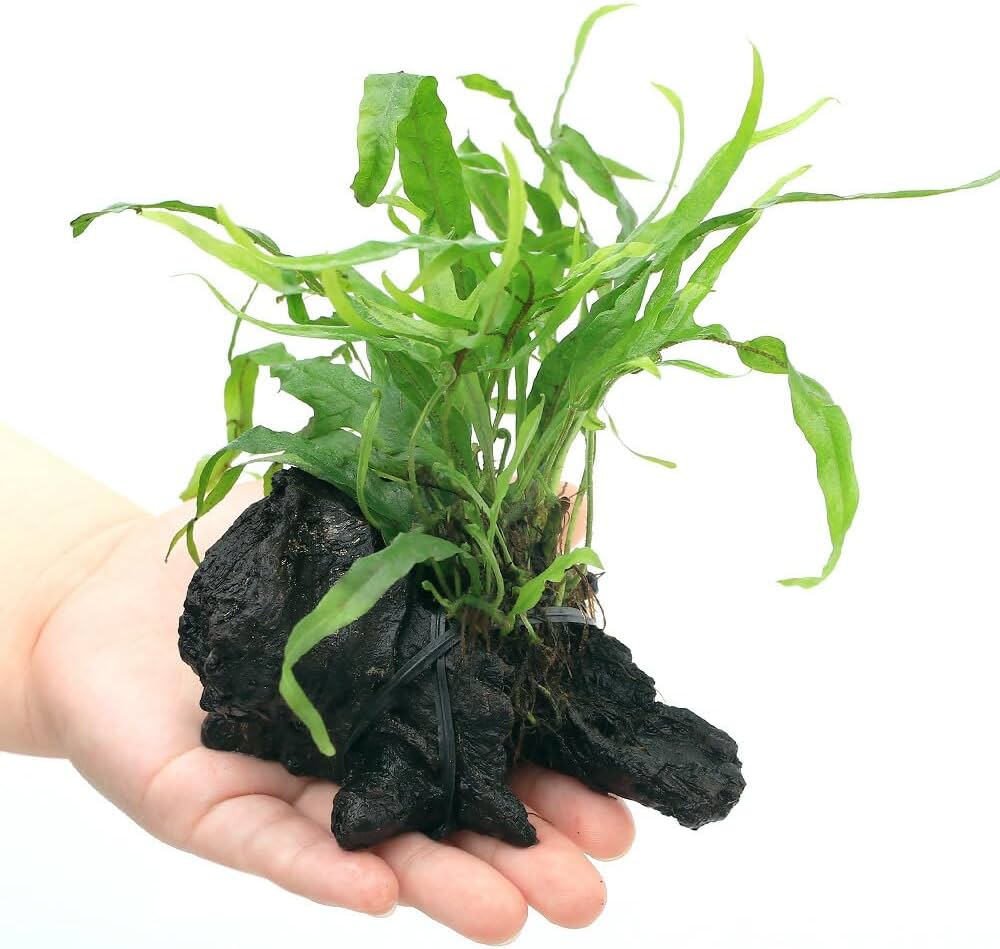 ADA ミクロソリウム トライデント 活着済 流木 楽天市場】（水草