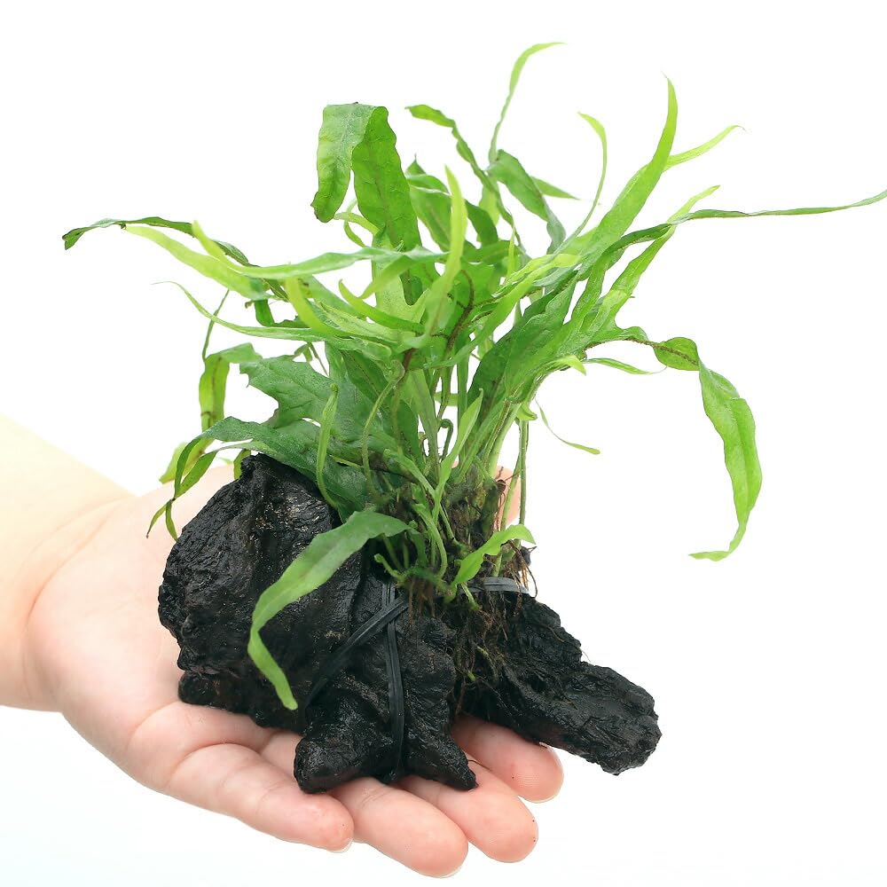 密生ミクロソリウムトライデントリーフ大株200葉以上が自然活着した