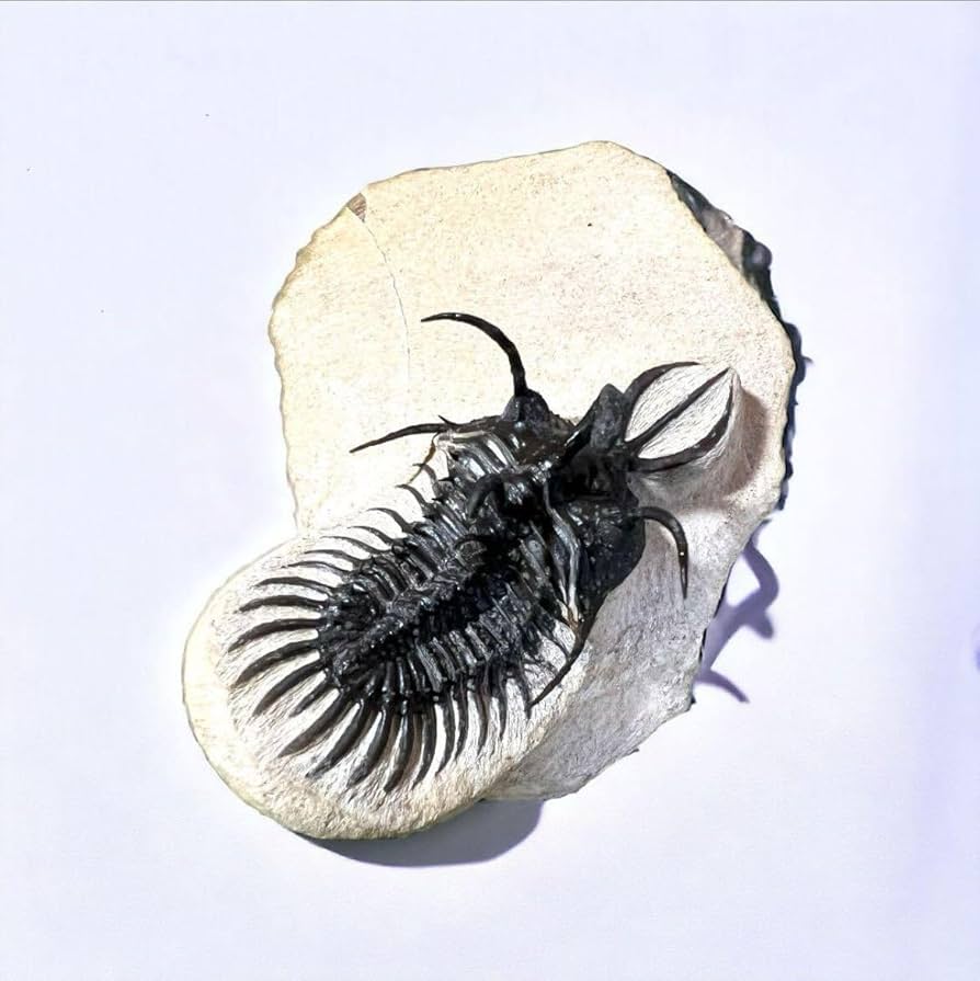 Amazon | WalliseropsLindoeiモロッコの三葉虫化石 303 | 化石・発掘