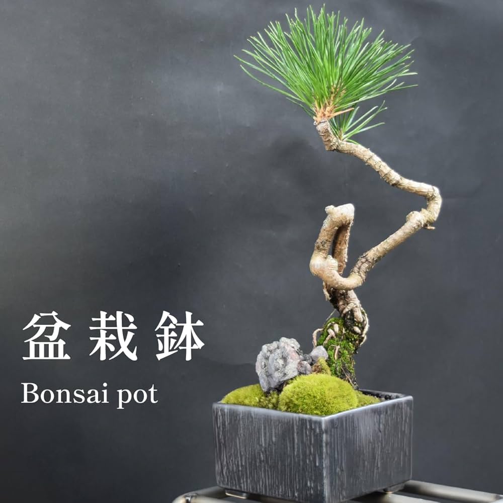 奎面雲足四方鉢 盆栽鉢 植木鉢 小品盆栽鉢 大品盆栽鉢