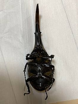 Amazon.co.jp: 標本用死虫ヘラクレスオオカブト 151mm : おもちゃ