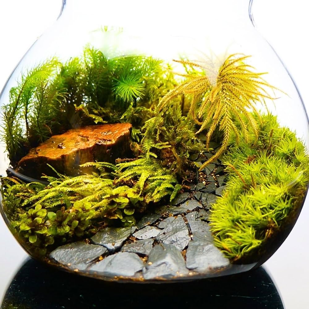 完成品】 苔テラリウム 苔ボトル ホソバオキナゴケ アクアテラリウム