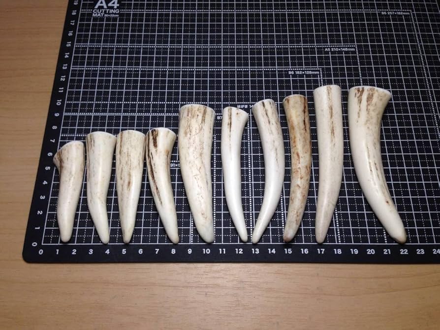 鹿の角 15本セット プラスチックケース付き 鹿の角 15本セット 鹿