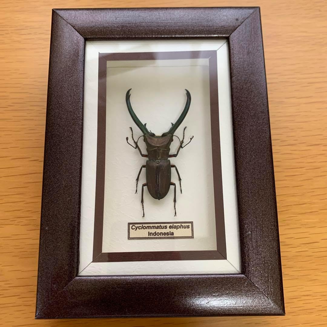 美麗 エラフスホソアカクワガタ♂野外標本 エラフスホソアカクワガタ