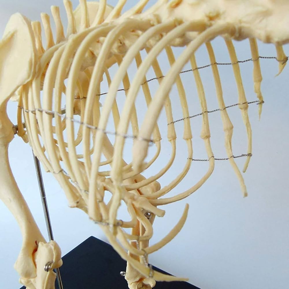 Amazon.co.jp: プラスチックスタンド付き犬の骨格標本モデル、動物の