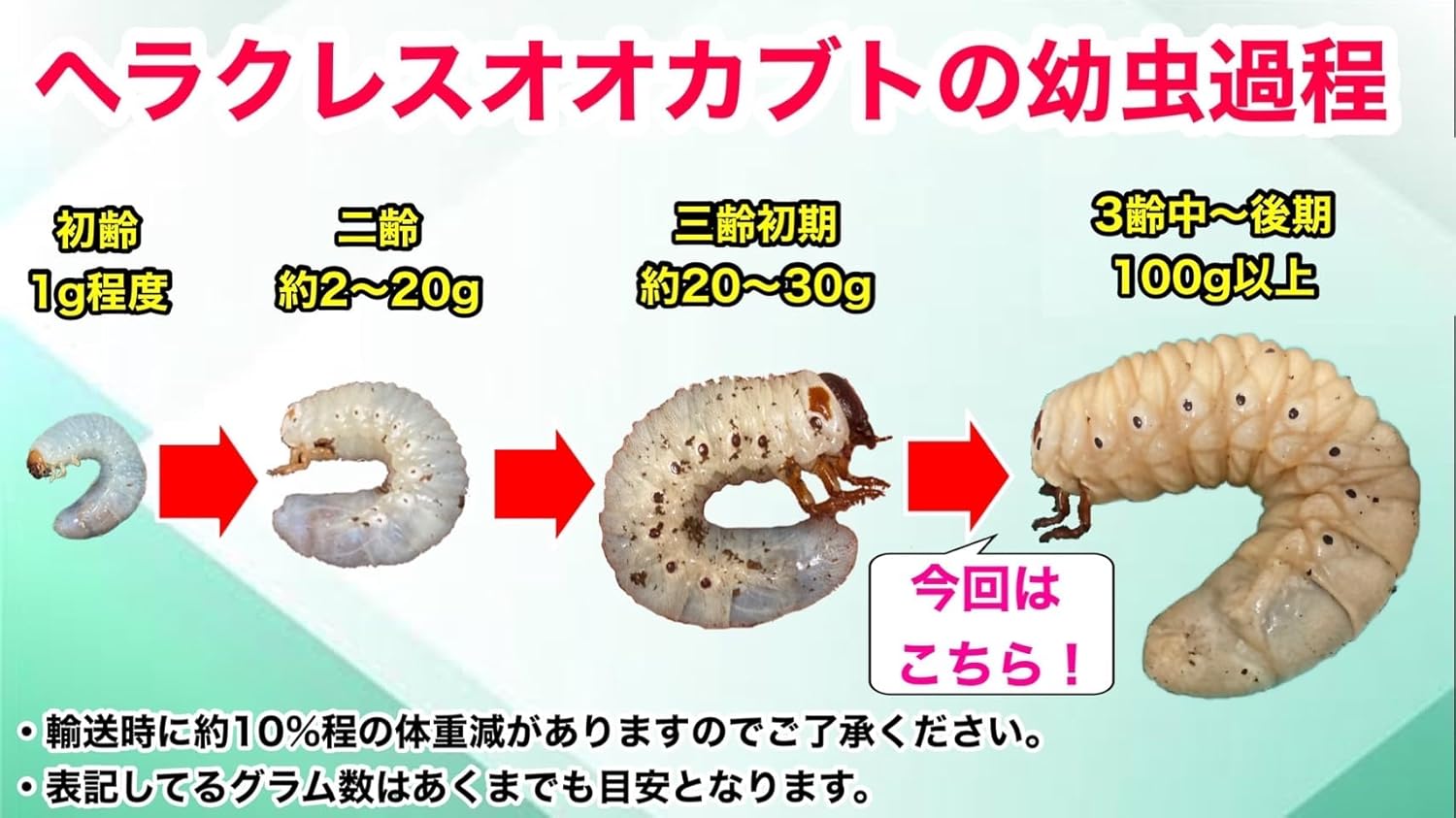 茶道具① 鋳鉄製 茶釜 S 鋳鉄製 丸型 茶釜 銅蓋 茶道具 直径23cm 高