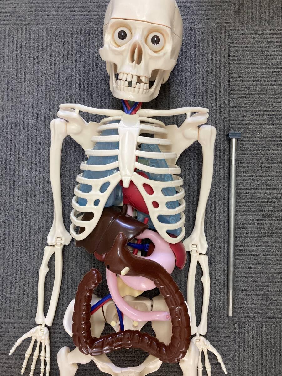 人体模型 アーサーくん アーサーが教える 体のふしぎ スタンド付き