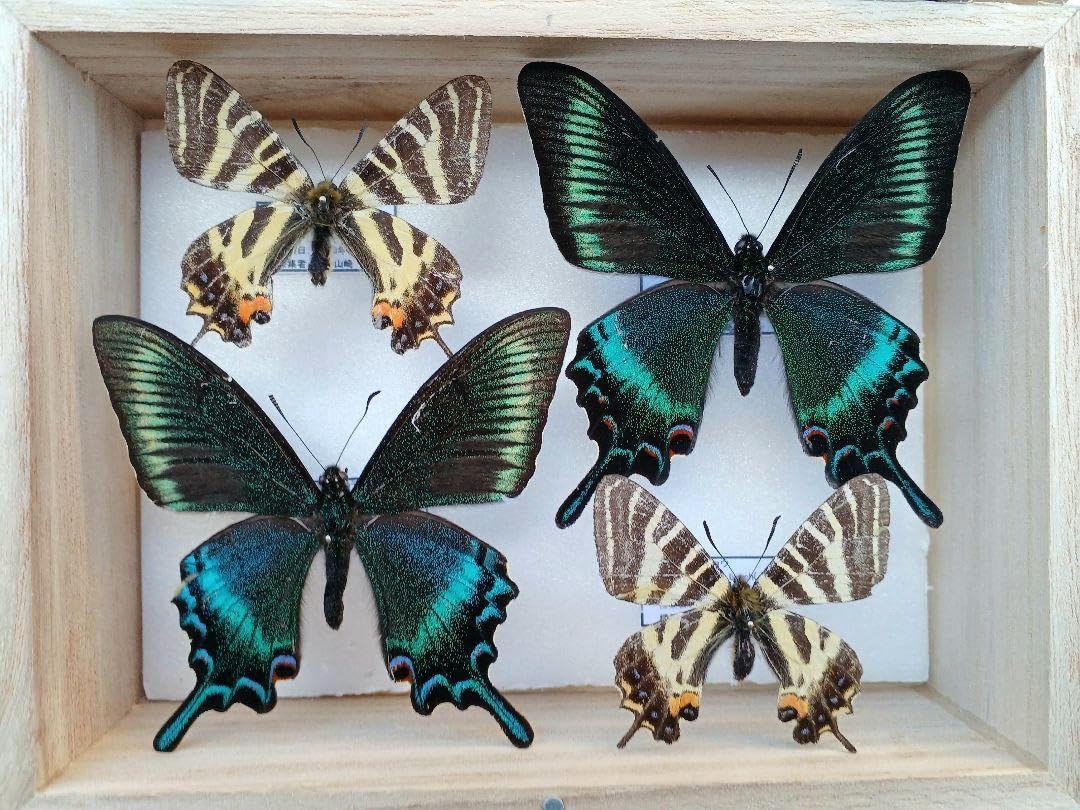 初展翅C品ピカソモスタナバタユタカヤガ蛾ルナモスミズアオ F <1109z