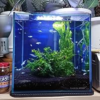 Amazon | 寿工芸 寿工芸 コトブキ クリスタルキューブ300 | Kotobuki