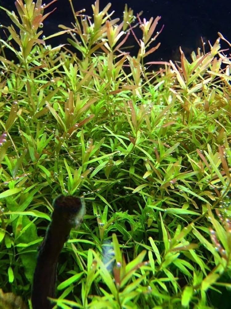 ロタラレディッシュ 30本 水中葉 無農薬 無害虫 水草トリミング水中葉無