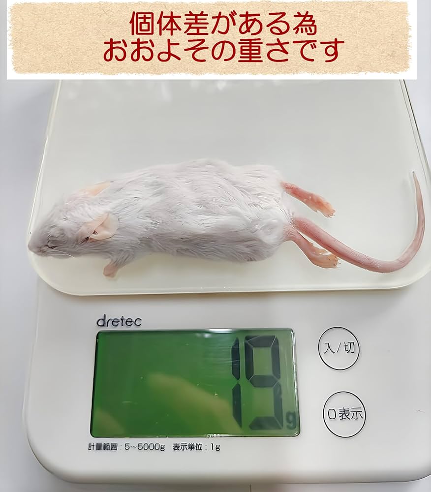 即購入OK！】国産冷凍マウスアダルトL50匹入@地域限定 【公式通販】