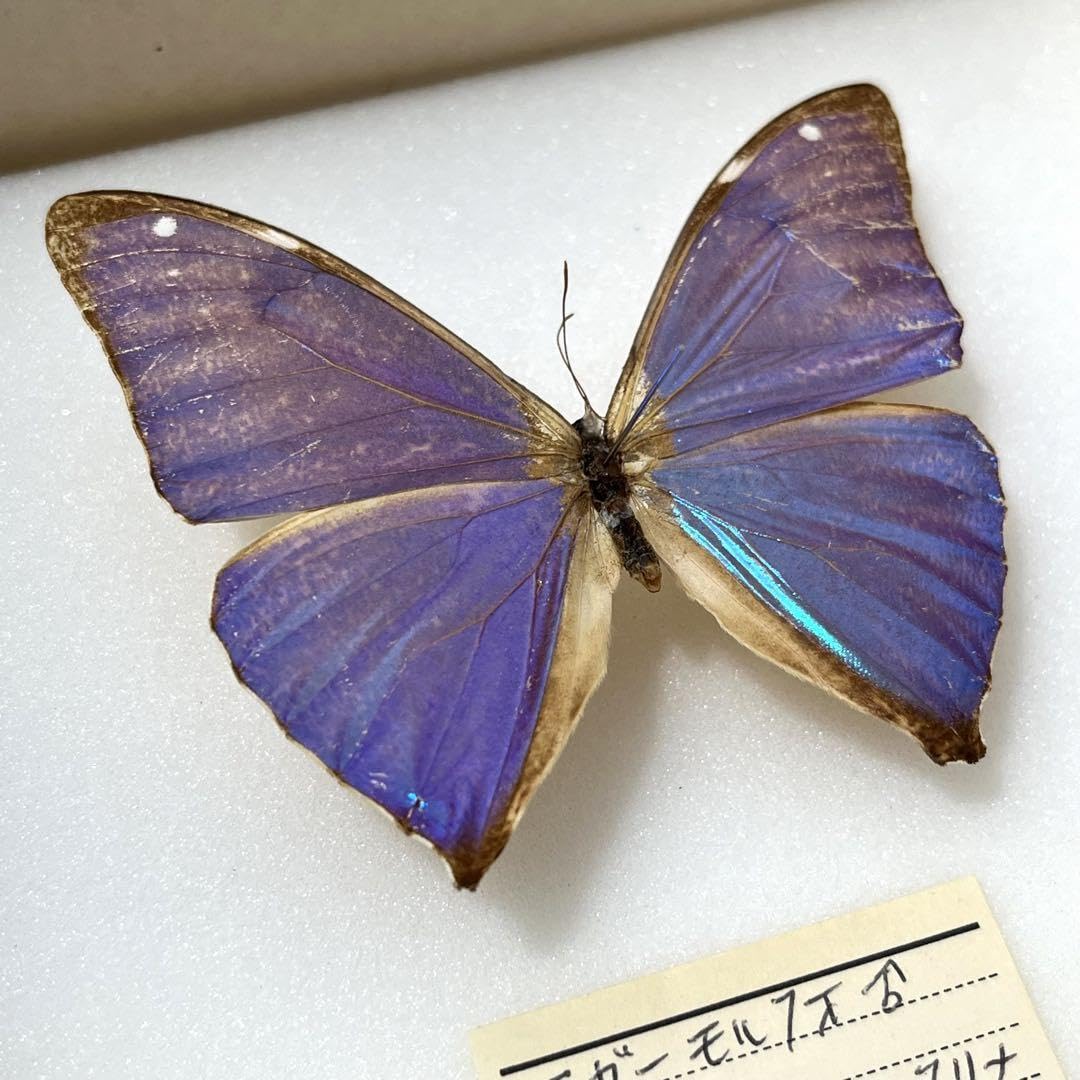 最終価格‼️エガー-モルフォチョウ♀ 標本ブルー型南米ブラジル産 美麗