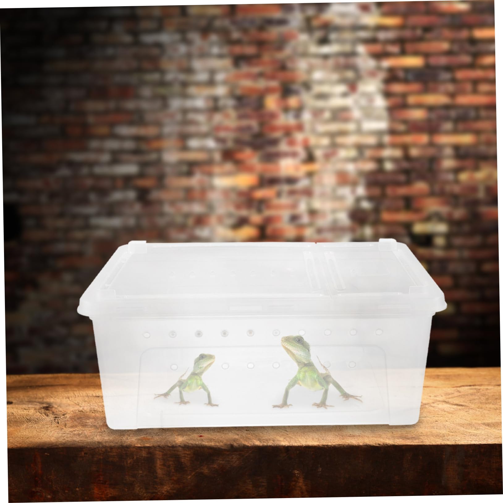 カナヘビ トカゲ 爬虫類 飼育セット