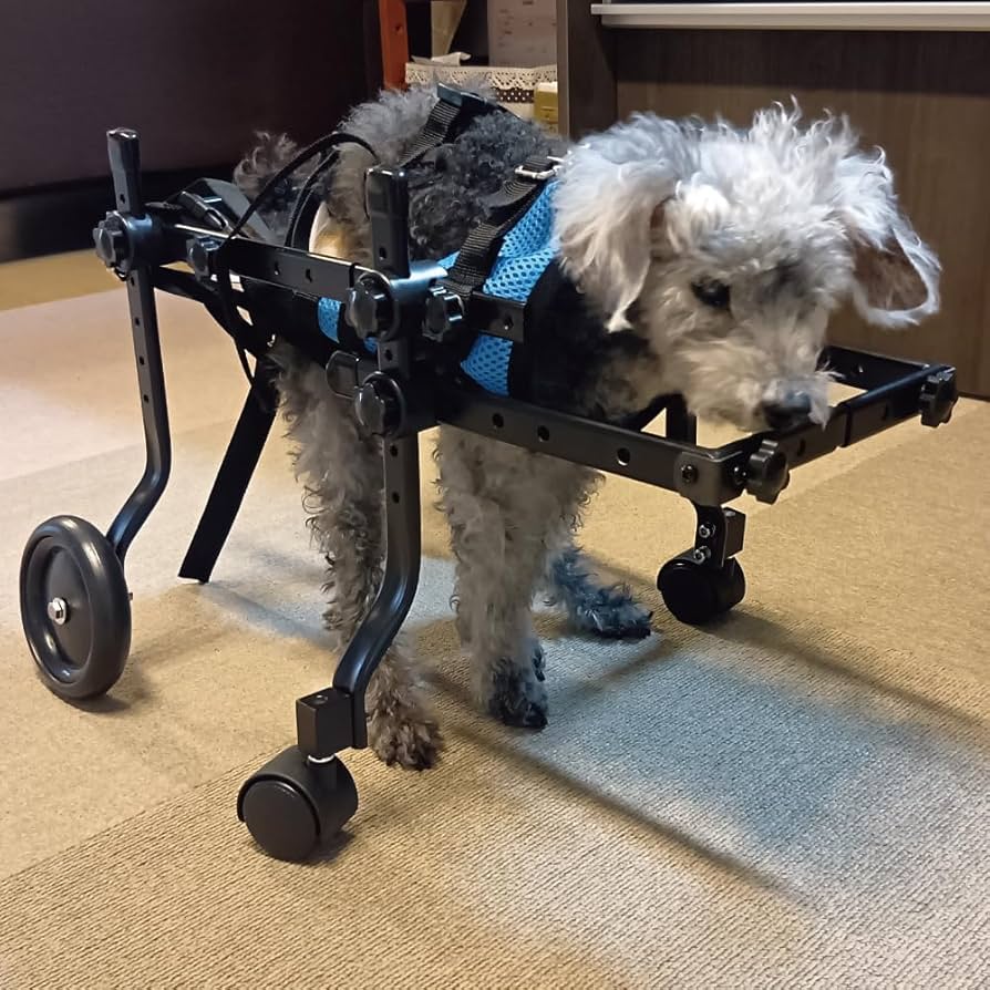 Amazon.co.jp: MIKEART 犬用車椅子 4輪 歩行器 車いす 車いす 後ろ足