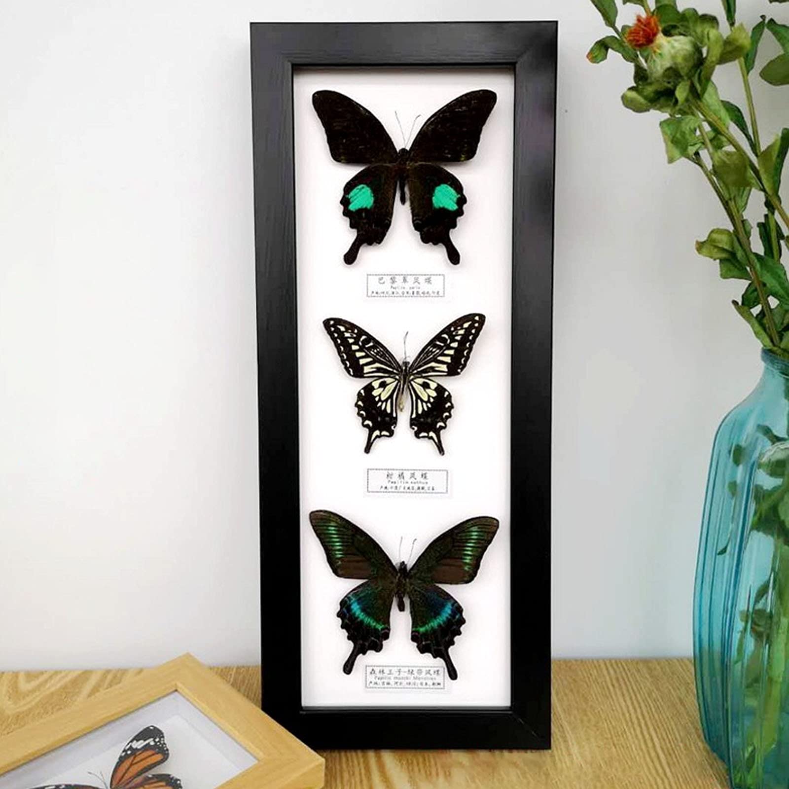 蝶の標本 15匹 木製フレーム 【公式通販】