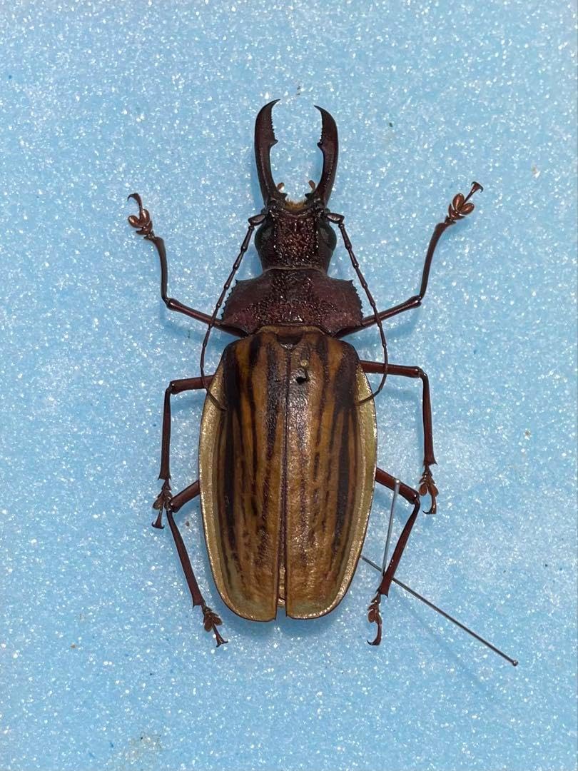 【開翅163mm】オオキバウスバカミキリ 標本 Macrodontia 開翅163mm】オオキバウスバカミキリ 標本 Macrodontia