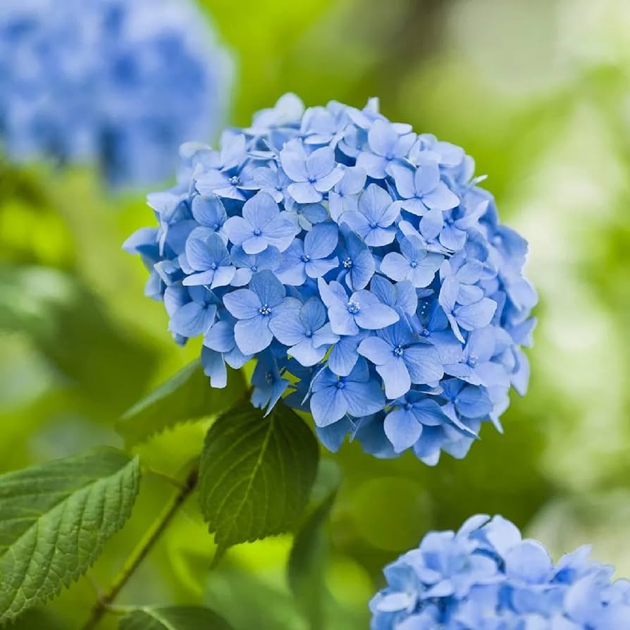 CHUXAY GARDEN 5 Seeds Light Blue Hydrangea Macrophylla-Bigleaf