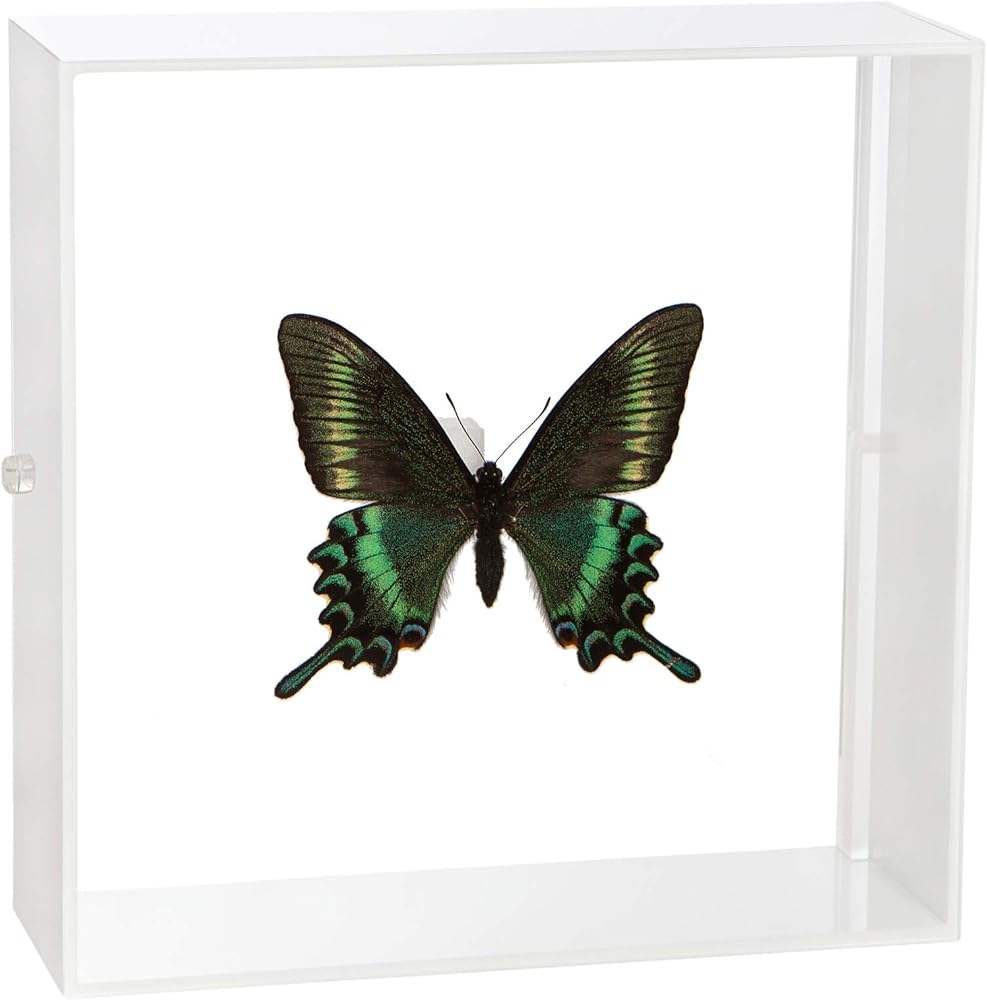 Amazon.co.jp: 蝶の標本 ミヤマカラスアゲハ Papilio maackii