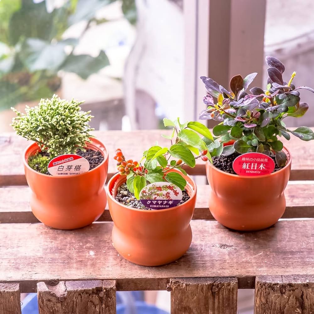 盆栽鉢 泥珠 ミニ盆栽鉢 盆栽鉢 泥珠 ミニ盆栽鉢 楽天市場】盆栽鉢 朱