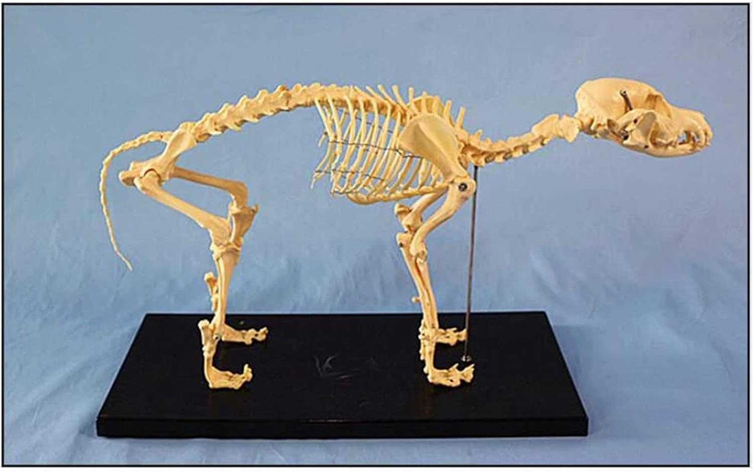 犬の骨格骨モデル - 犬の動物の解剖学教育モデル - 犬の骨格の解剖学
