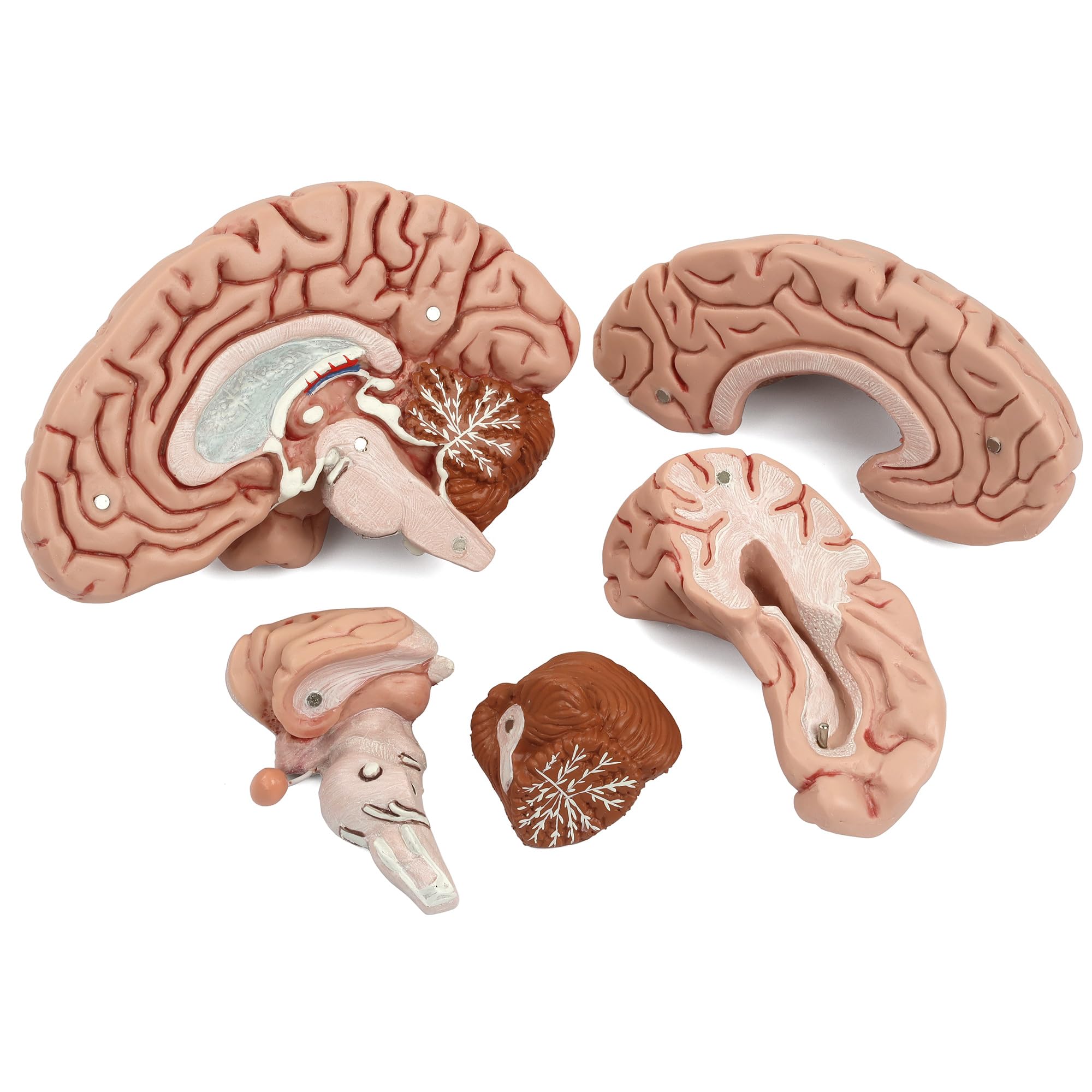 Amazon.co.jp: 標本から成形された脳模型，左脳は大脳を2分解，脳幹