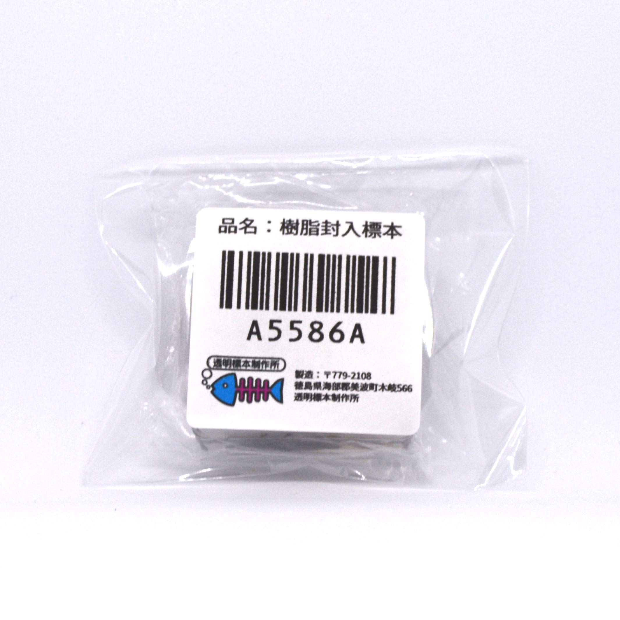 樹脂封入シロアリ女王卵巣標本 70mm☆本当に珍しい標本☆ 樹脂封入