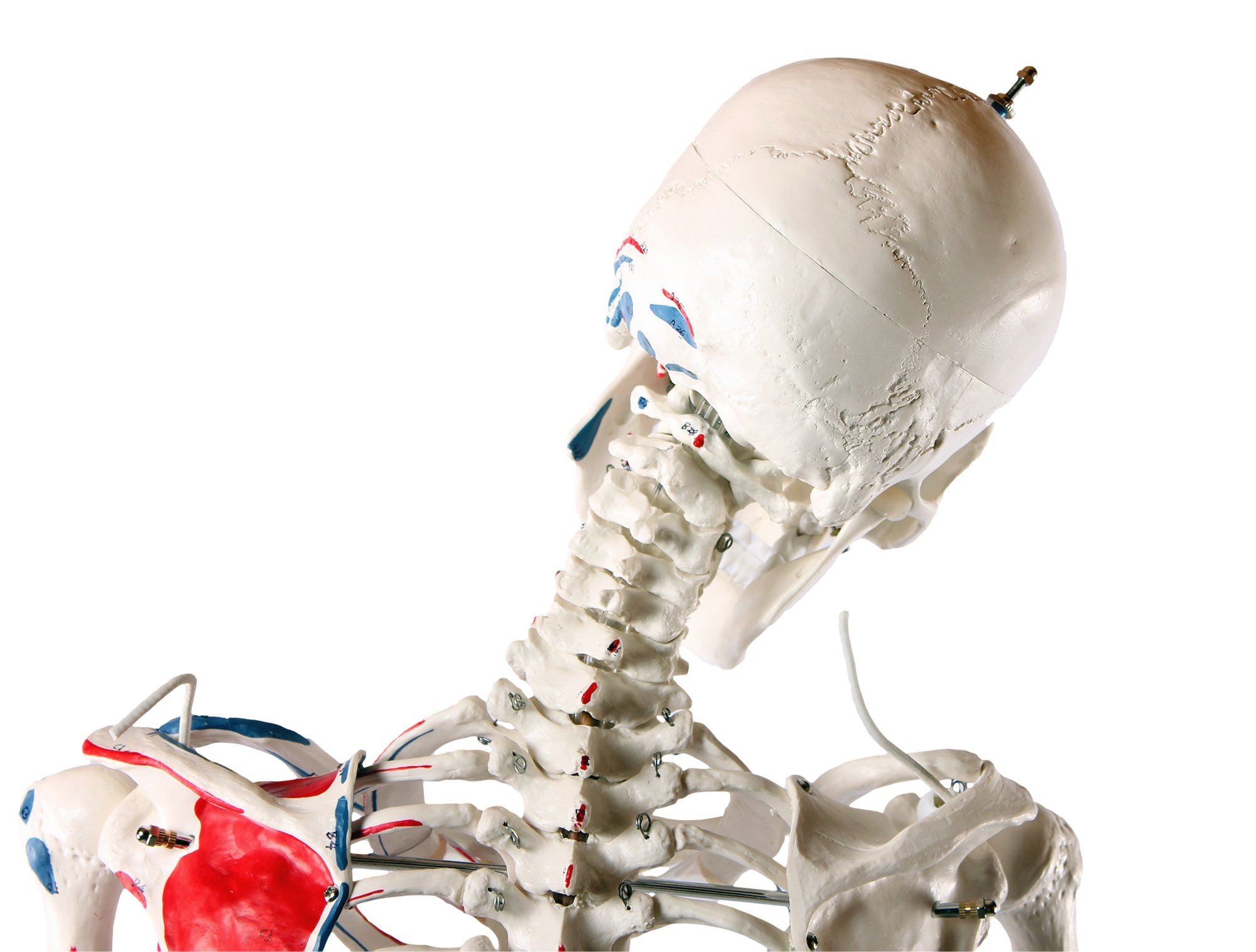 人体骨格模型 脊柱可動型の全身骨格模型 筋肉起始 170cm 等身大 高精度