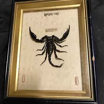 ワニとサソリの剥製セット ワニとサソリの剥製セット ワニとサソリの