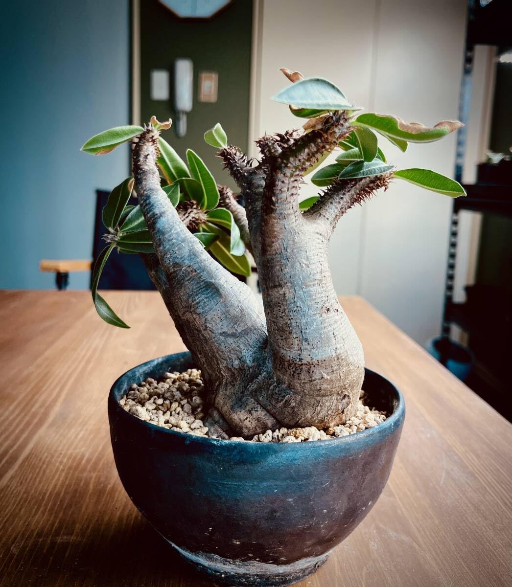 MJW-6812 「特大」ジンジャーウッド 90cm水槽用 天然流木3本セット