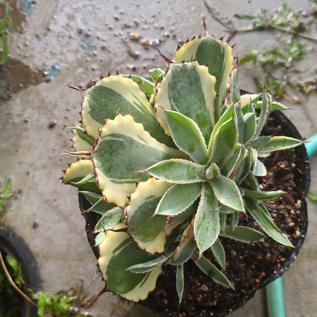 mf501②『黒織部 蟹 蕎麦猪口』✴︎ /骨董品 古美術 古道具 アンティーク