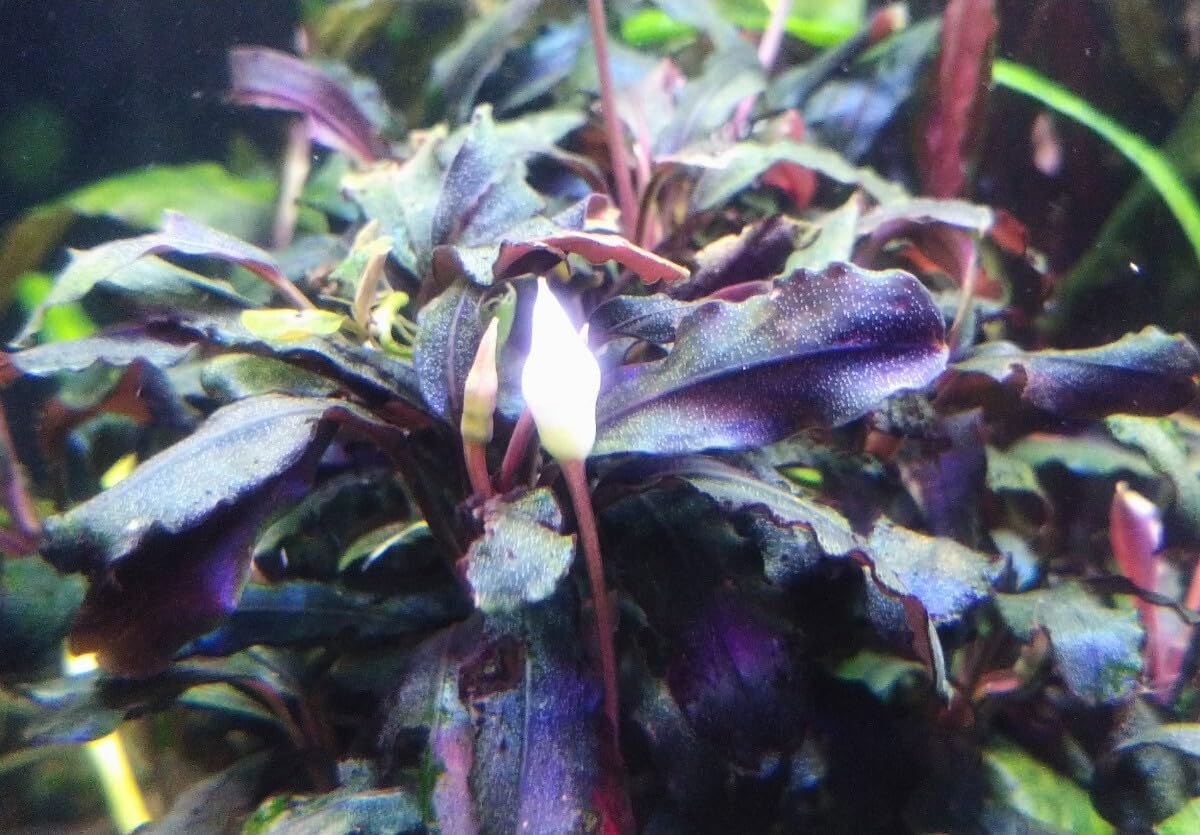 ブセファランドラsp. 購入 メタリックブルー 完全水中葉