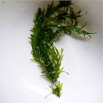 アナカリス オオカナダモ 1000本 専用ページ】天然 アナカリス1000本