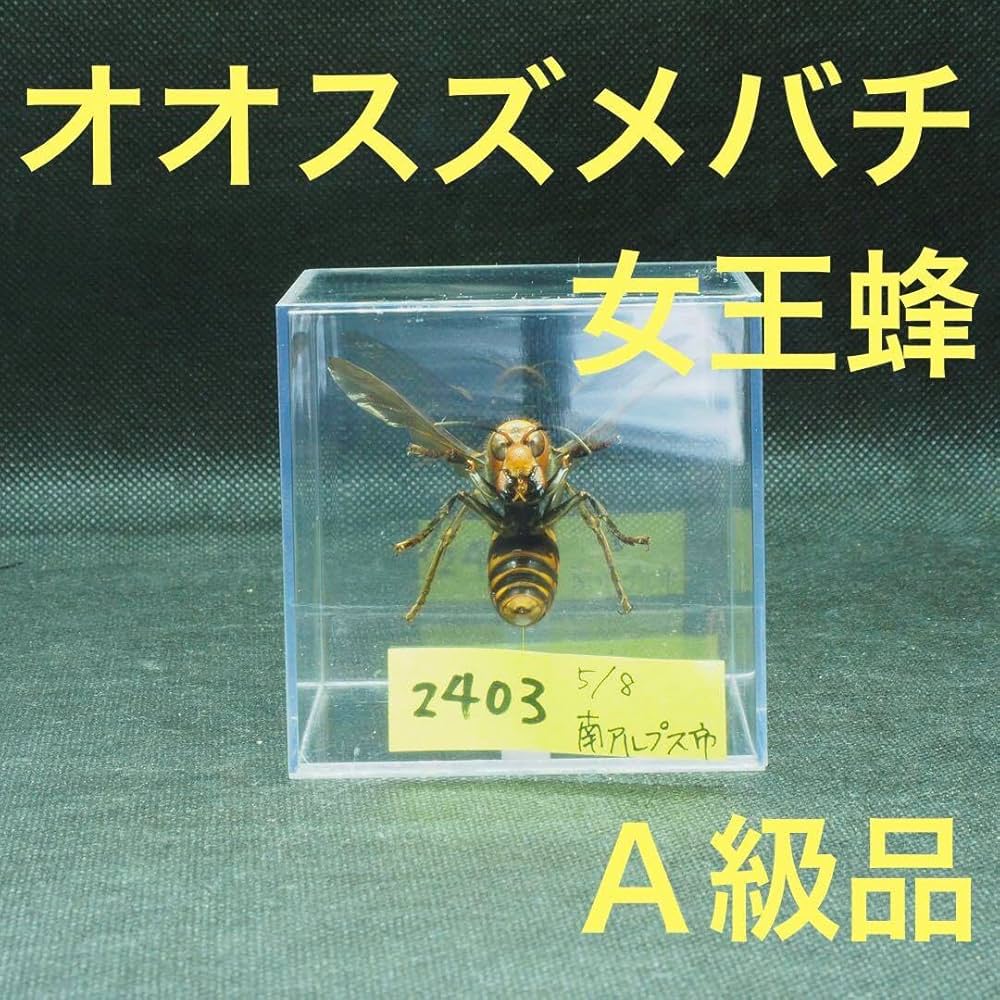 Amazon.co.jp: オオスズメバチ 女王蜂 立体標本2403 : ペット用品