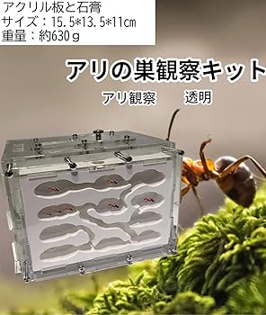 Amazon.co.jp: アリ飼育キット 石膏製巣箱 透明アクリル製ケース アリ
